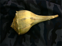 Lightning Whelk conch shell, about 7" large, seashells decor